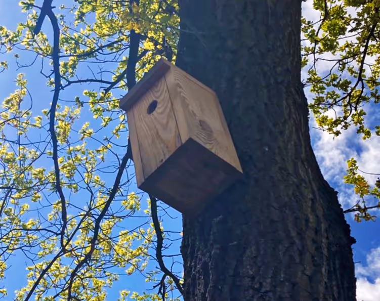 A birdhouse hangs from a tree in nice weather.