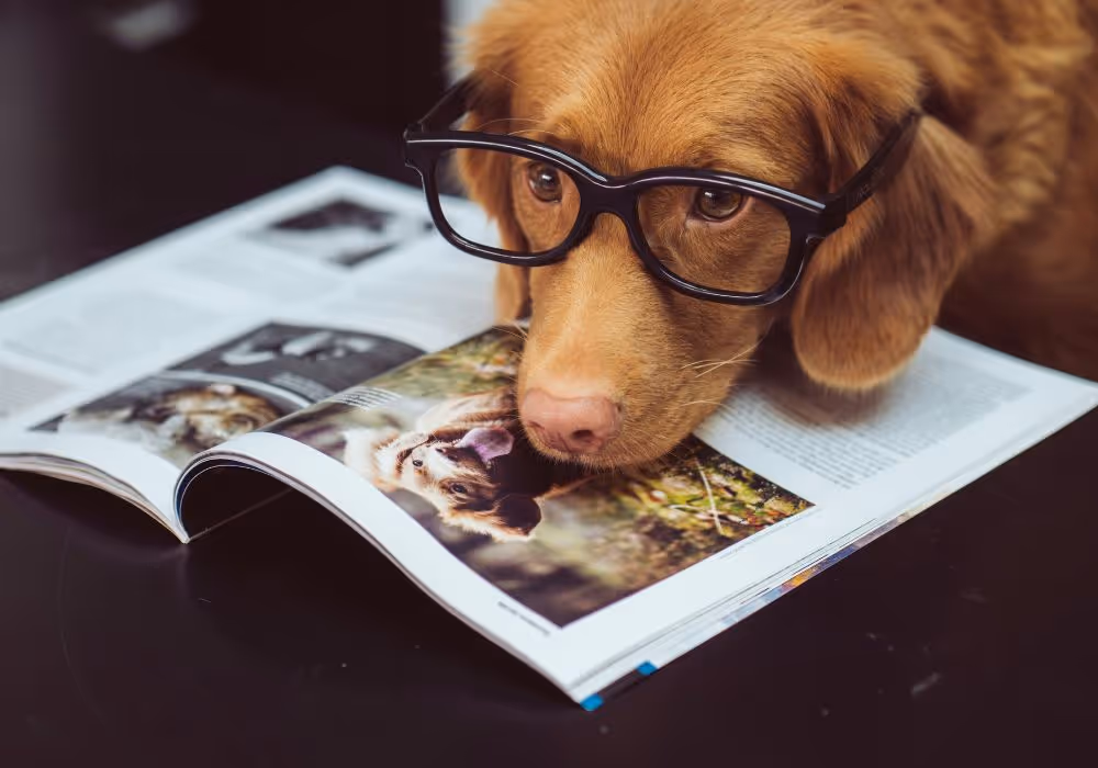 Pet-Friendly Offices in Brighton – Work Happier with Your Pet by Your Side