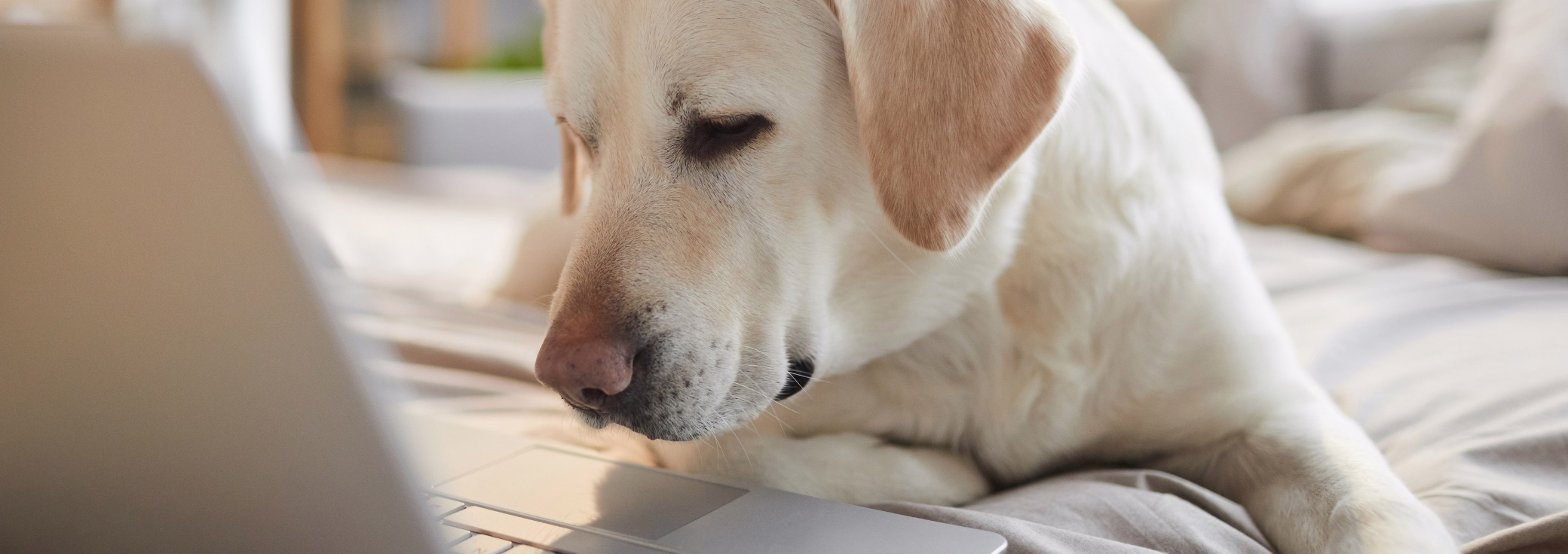 Pet Friendly Offices in Bath — Work Happier with Your Pet by Your Side