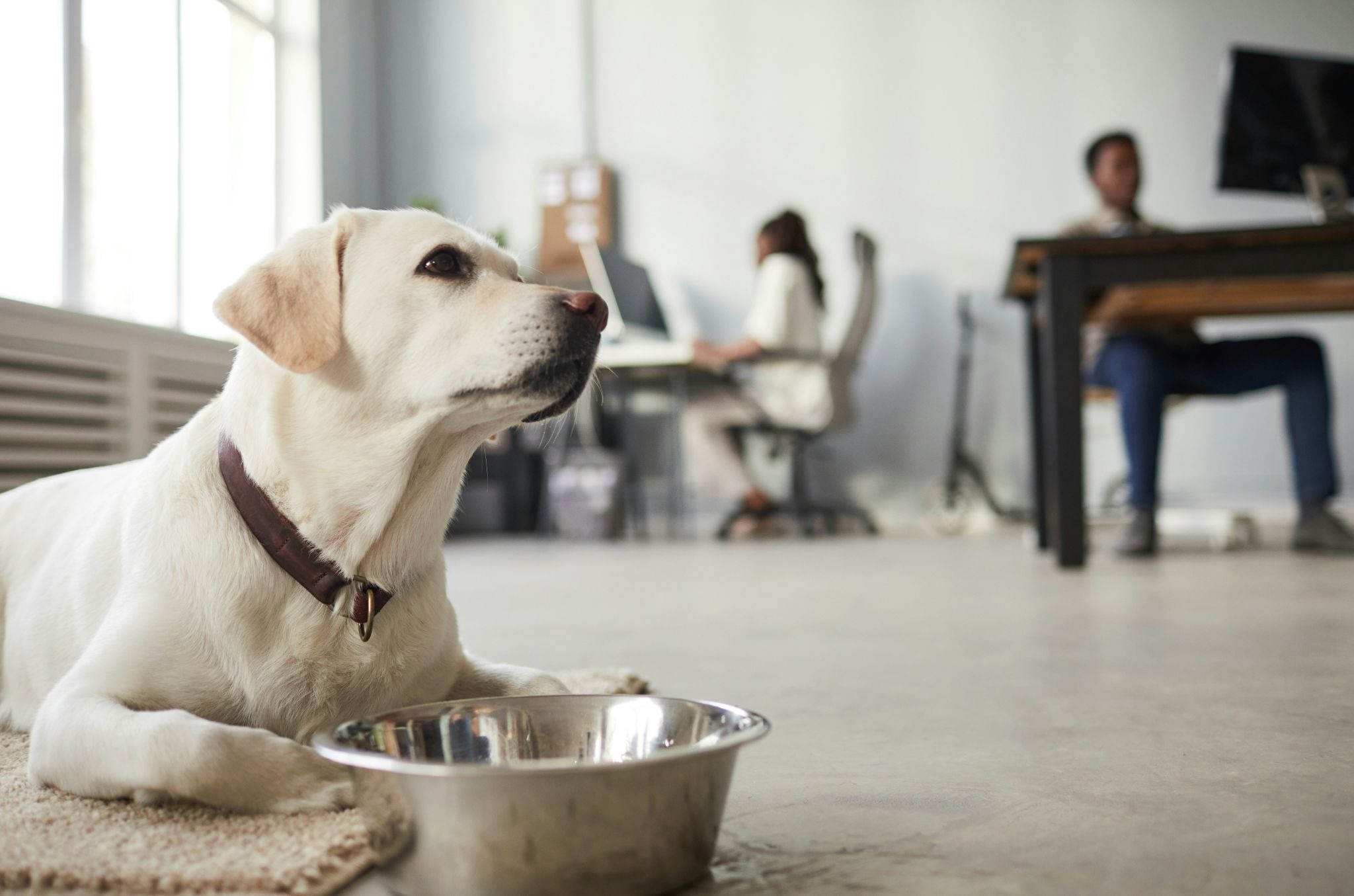 Labrador sits by a metal bowl in the foreground of a bright office while two people work at desks.