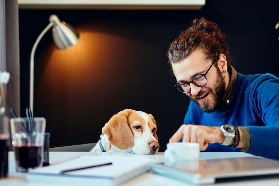 A man with glasses and a bun sits at a desk and points at something while a beagle dog watches attentively.