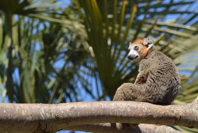 Lemur sitting on a tree branch with leafy greenery in the background, looking alert.