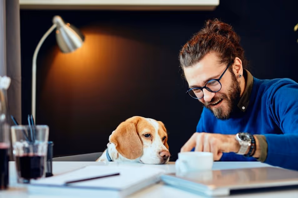 A man with glasses and a bun sits at a desk and points at something while a beagle dog watches attentively.