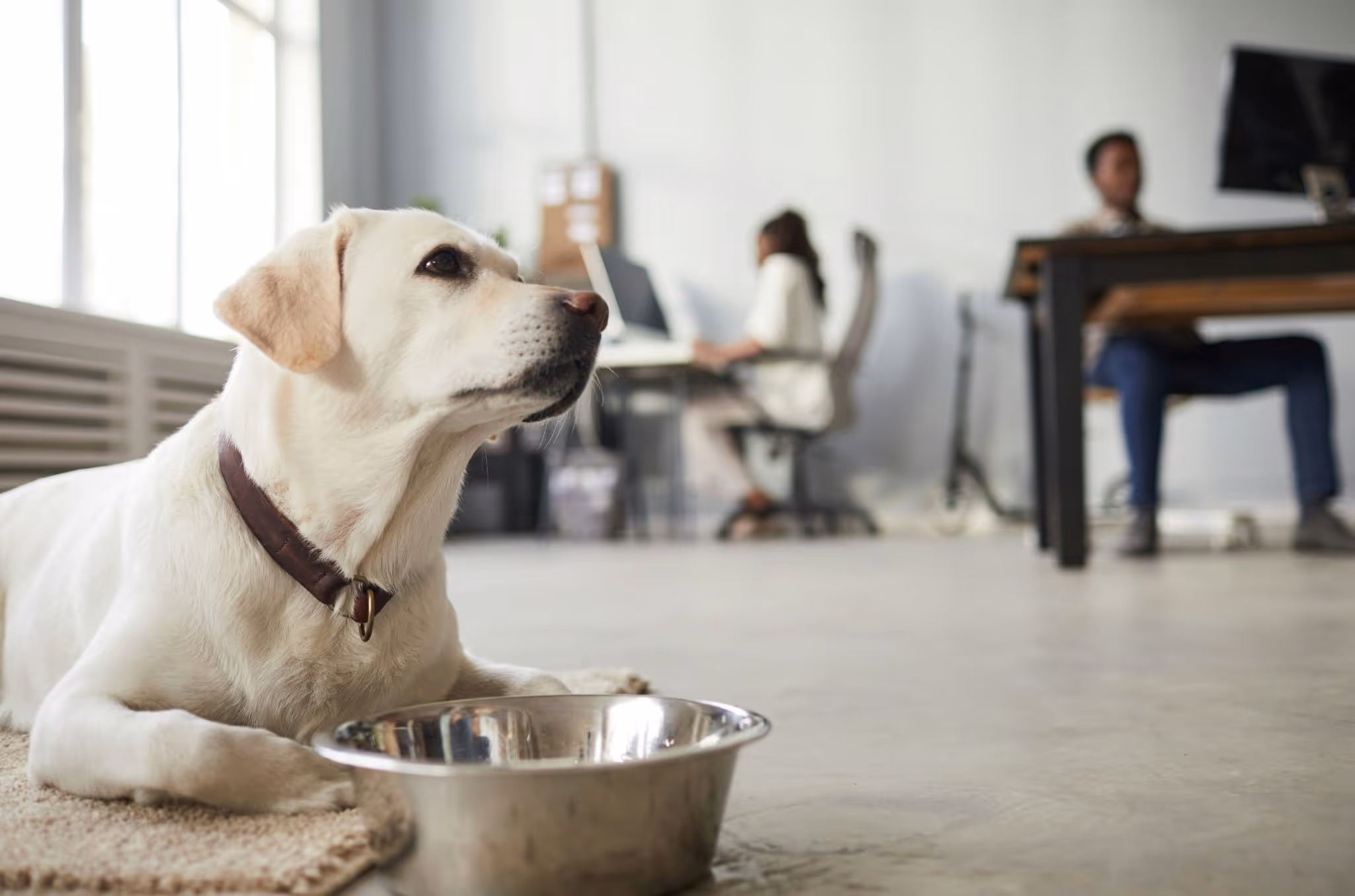 Labrador sits by a metal bowl in the foreground of a bright office while two people work at desks.