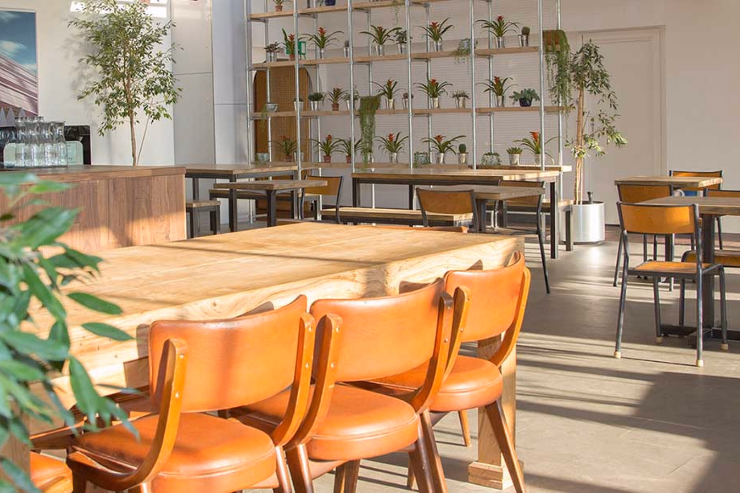 An empty cafeteria with orange leather chairs around a wooden table, brown wooden chairs, and shelves holding potted plants.