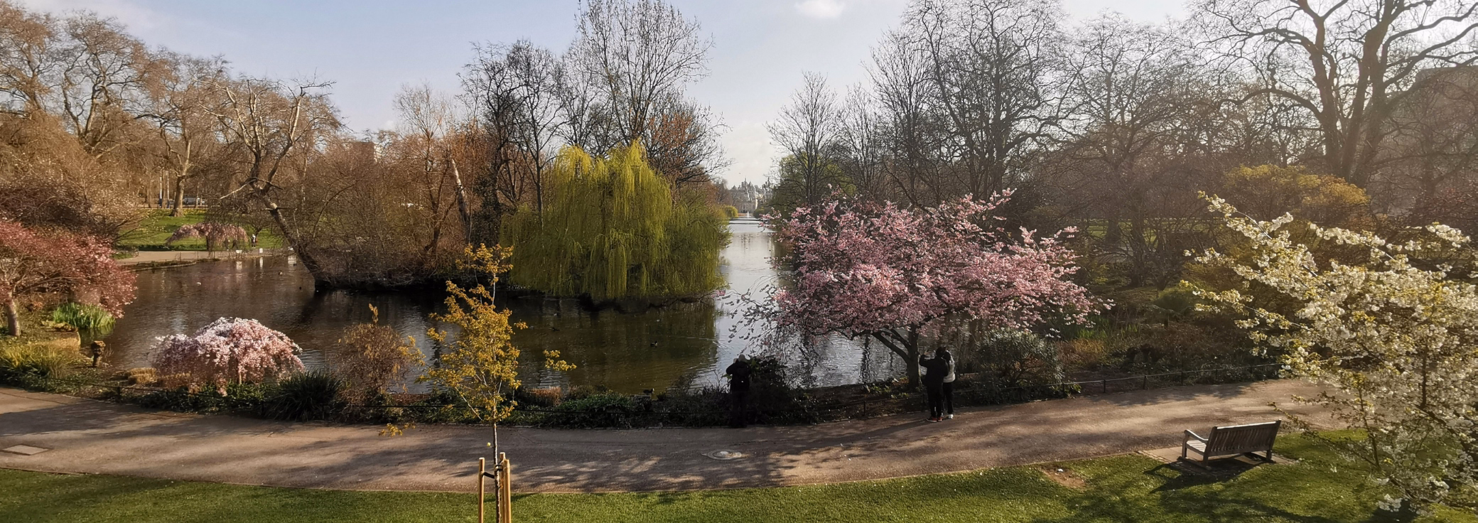 Pink and white cherry blossom trees bloom along a pathway beside a park lake, featuring weeping willows, surrounding greenery, and a wooden bench in the sunlight.