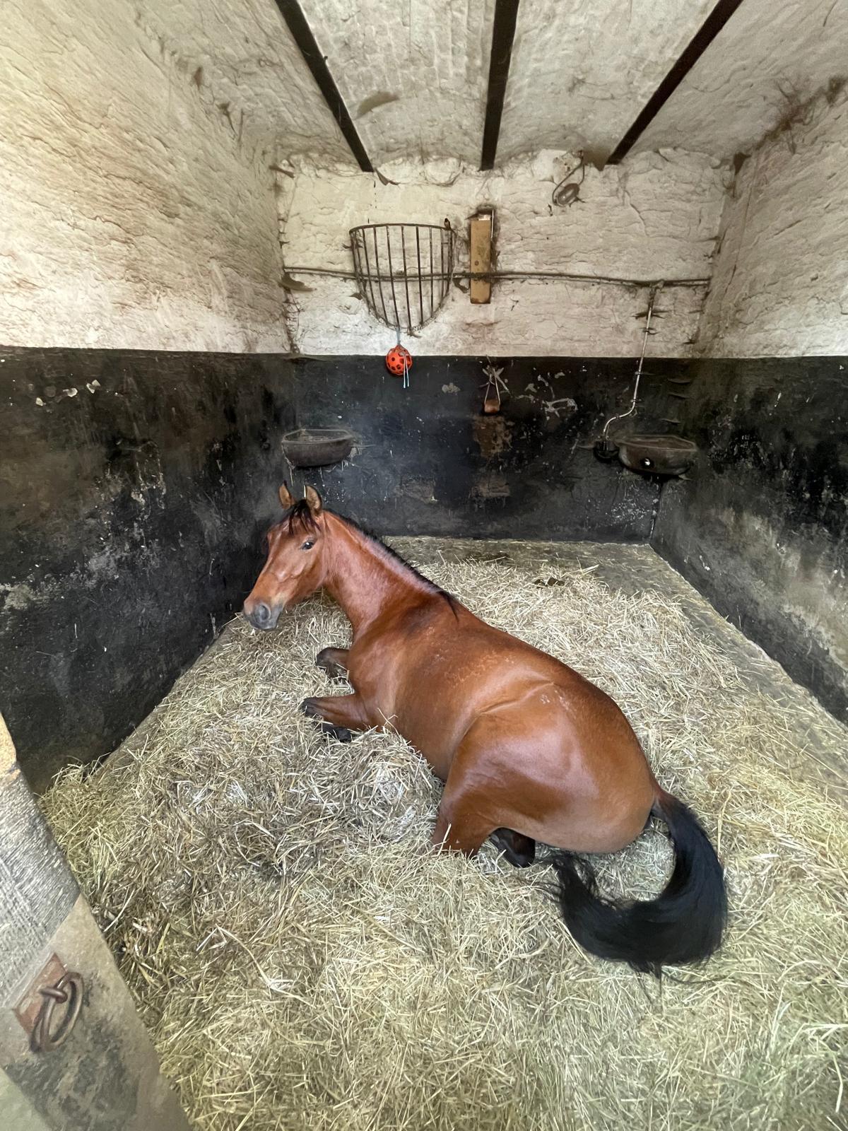 Box pour pensions cheval occupé dans le Brabant-Wallon au Haras de Baudemont