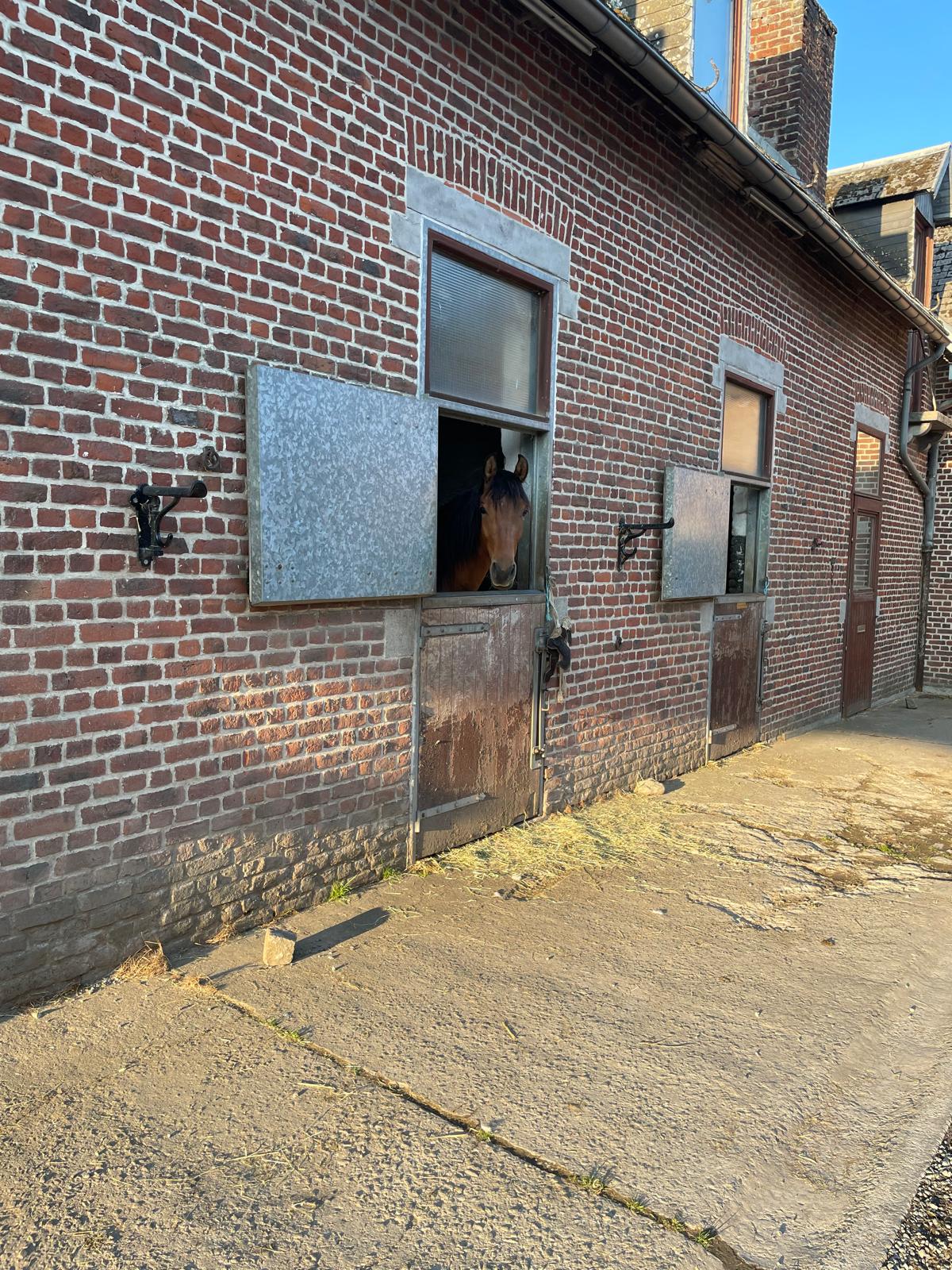 Vue extérieur d'un box de pensions pour cheval occupé