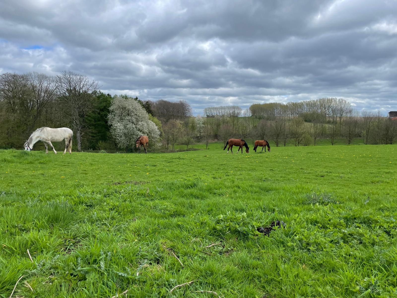 Vue sur les prairies pour les chevaux en pensions au Haras de Baudemont.