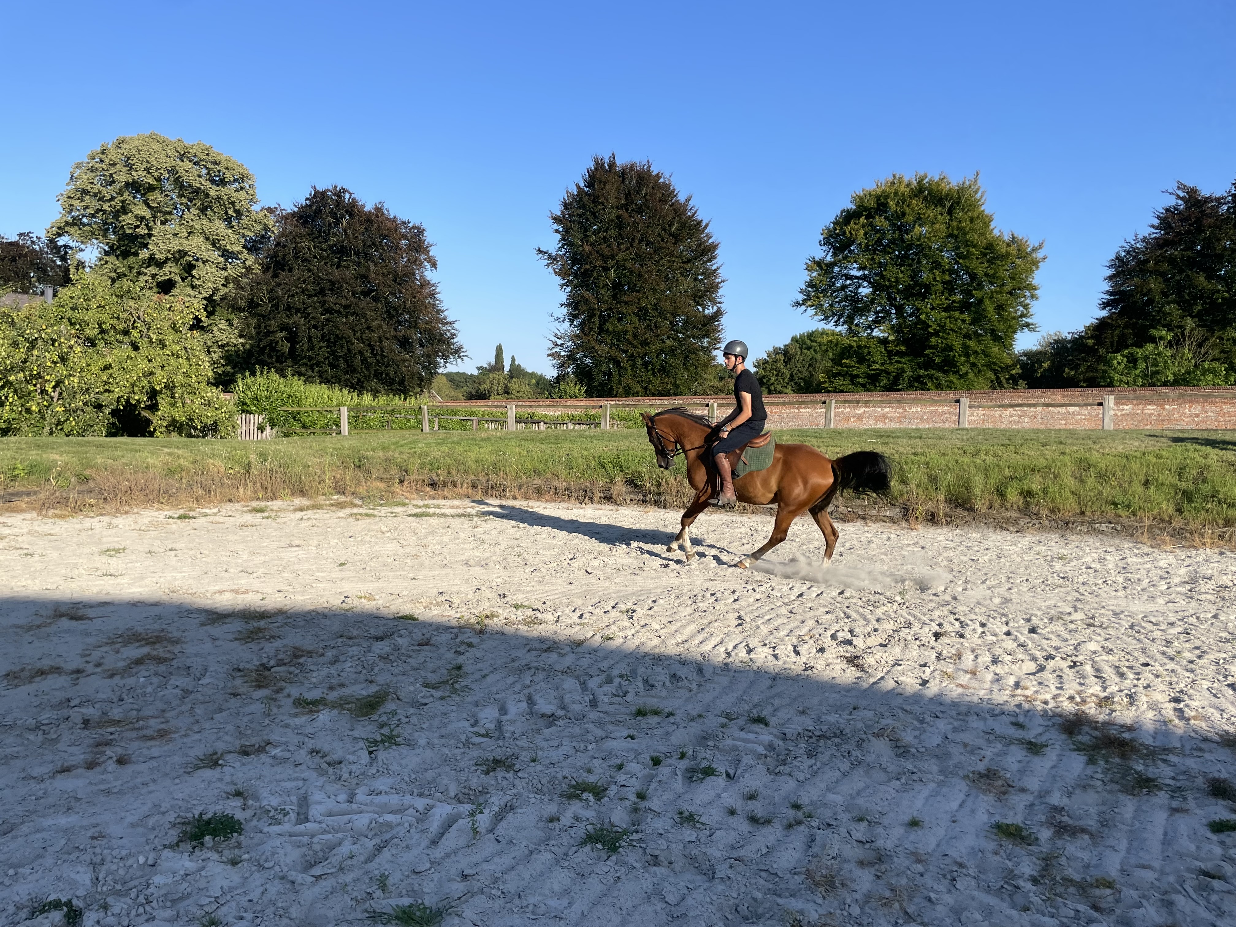 Cheval courant sur la piste extérieur du Haras de Baudemont