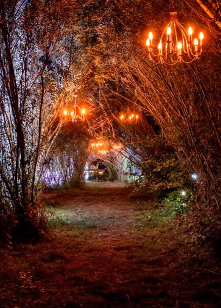 Pathway through an archway of illuminated trees with hanging chandeliers glowing at night.