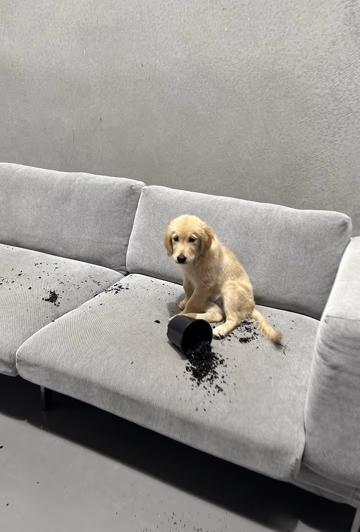 a dog sitting on a couch with dirt in it