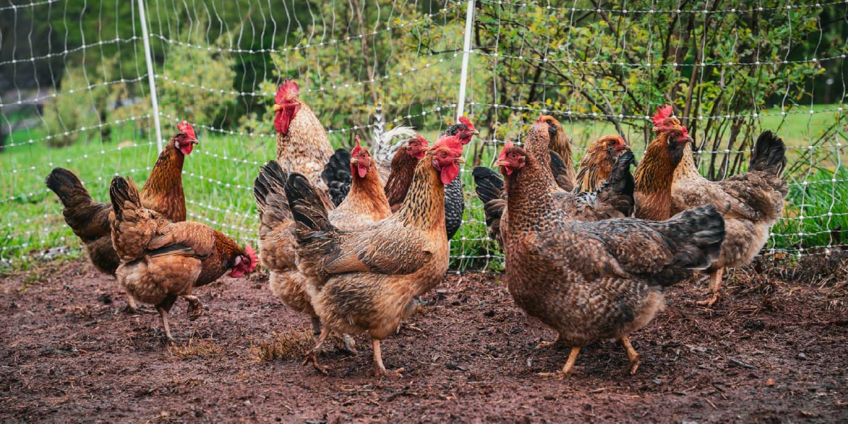 Chickens in backyard