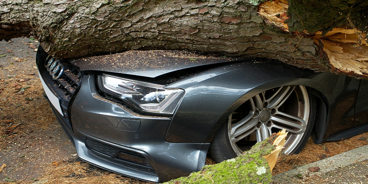 Fallen tree branch crushing the roof of a car