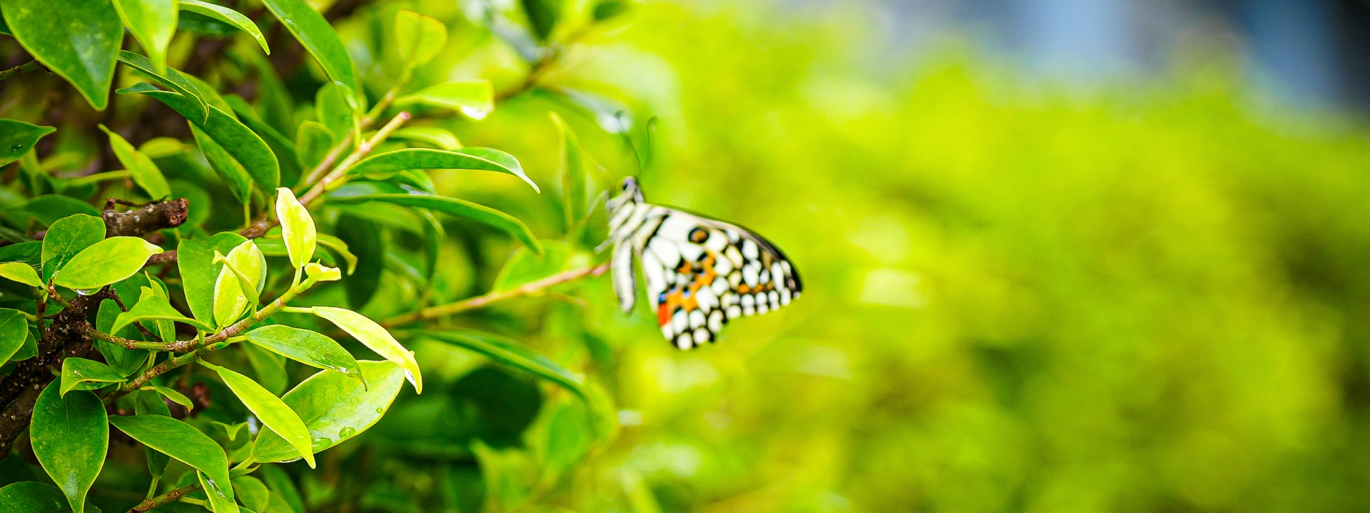 Early Years Exploring Butterfly Life Cycles at King’s Bangkok