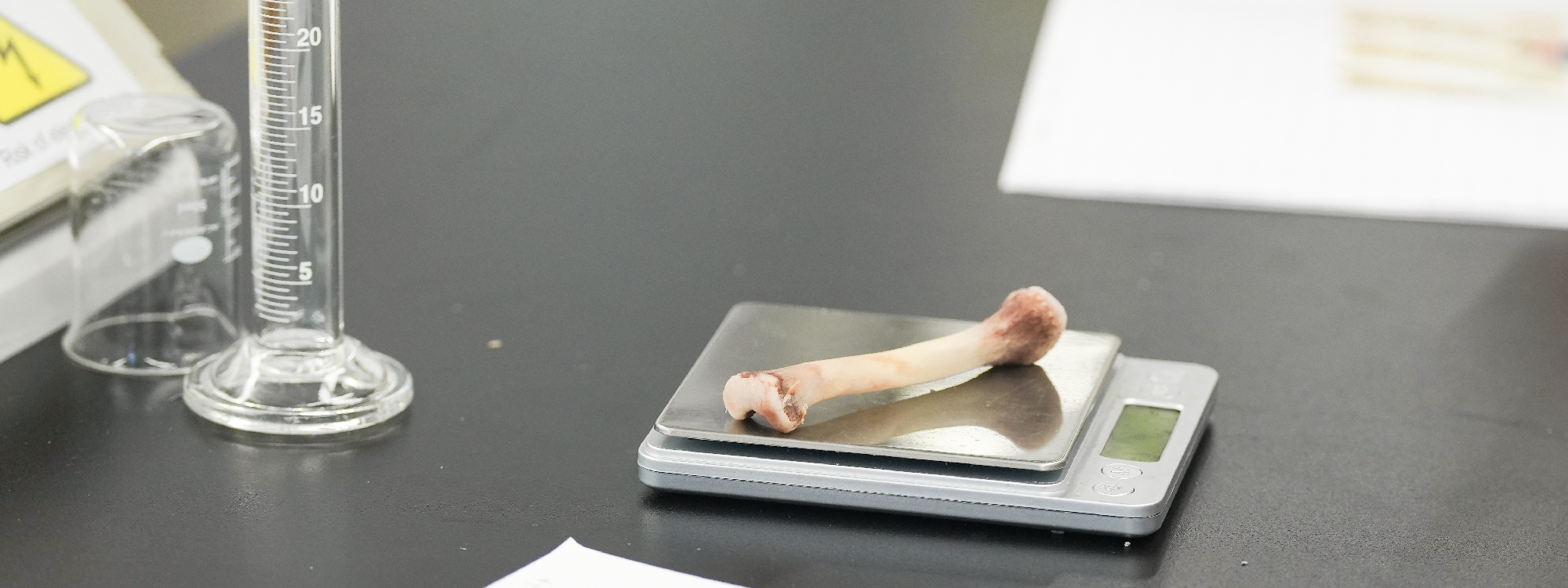 Hands-On Science at King’s Bangkok: Year 5 Explores the World of Skeletons