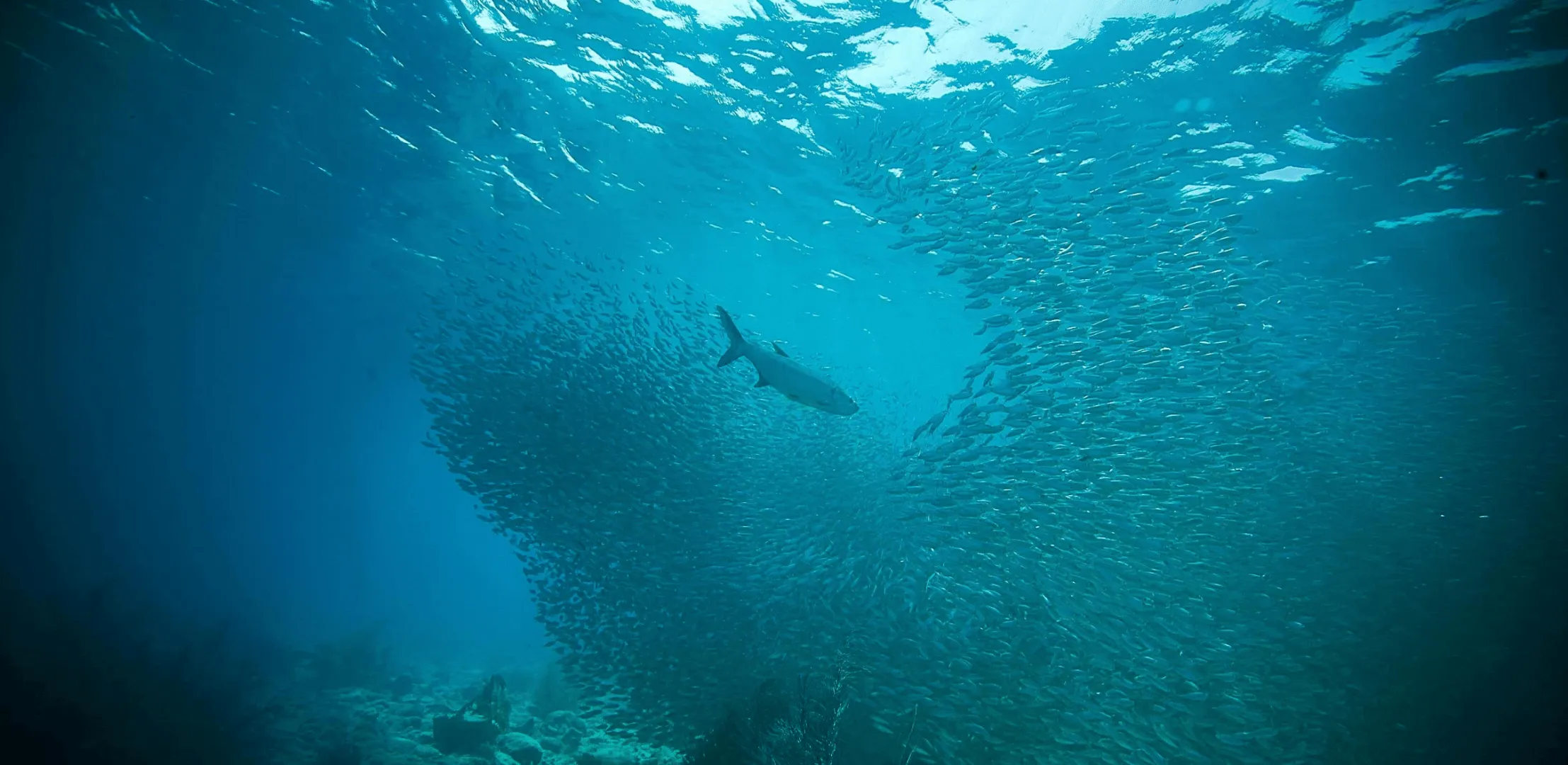 Unterwasseraufnahme mit großem Fischschwarm und einem einzelnen größeren Fisch davor.