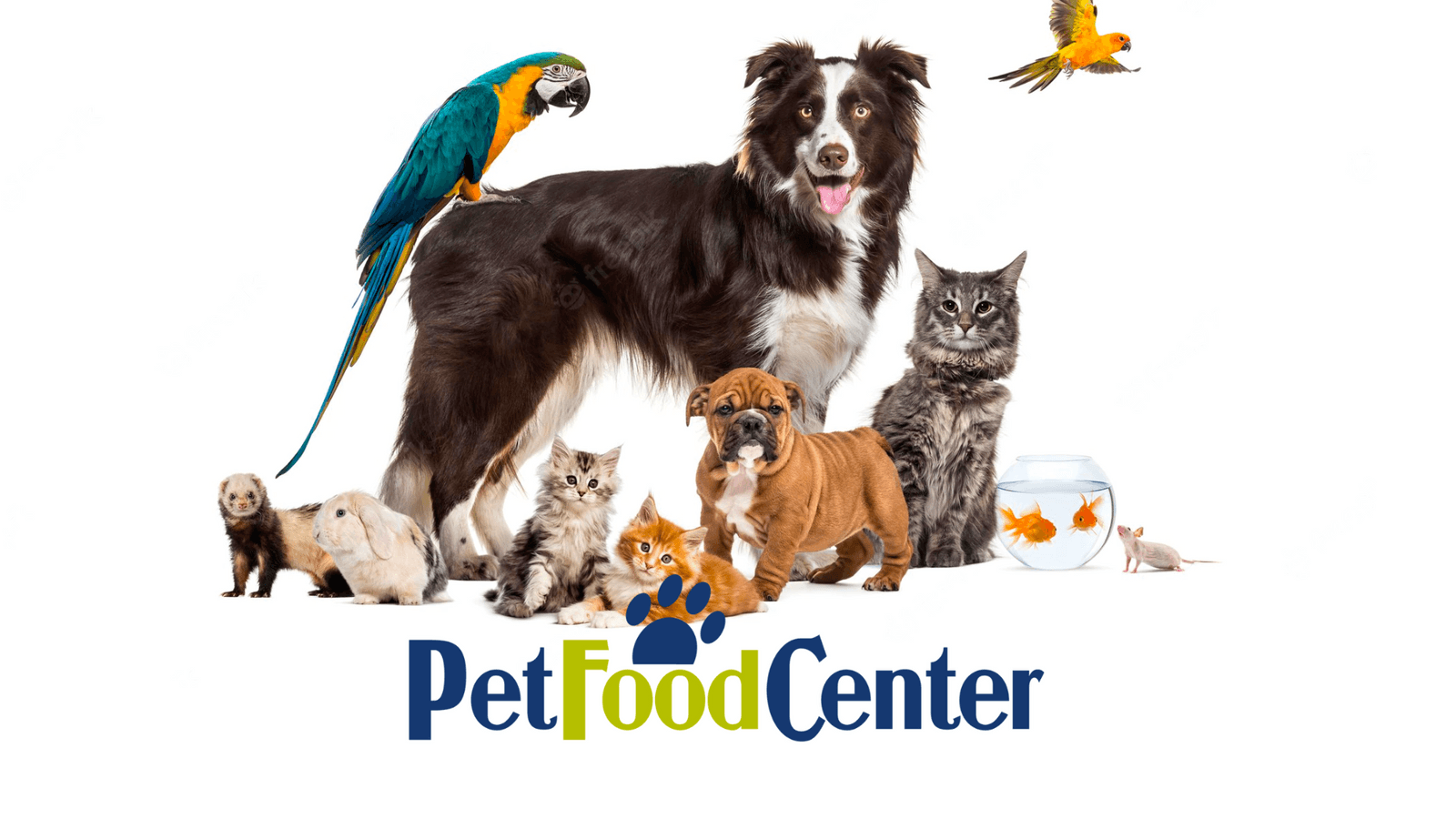 How we doubled online sales for a regional pet supply store