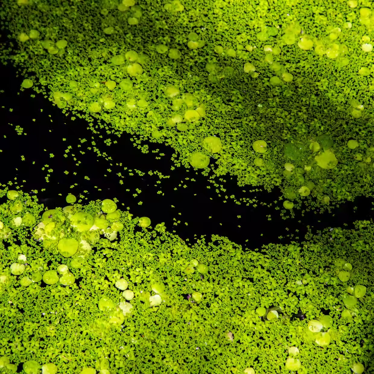 green-algae-bloom-overhead