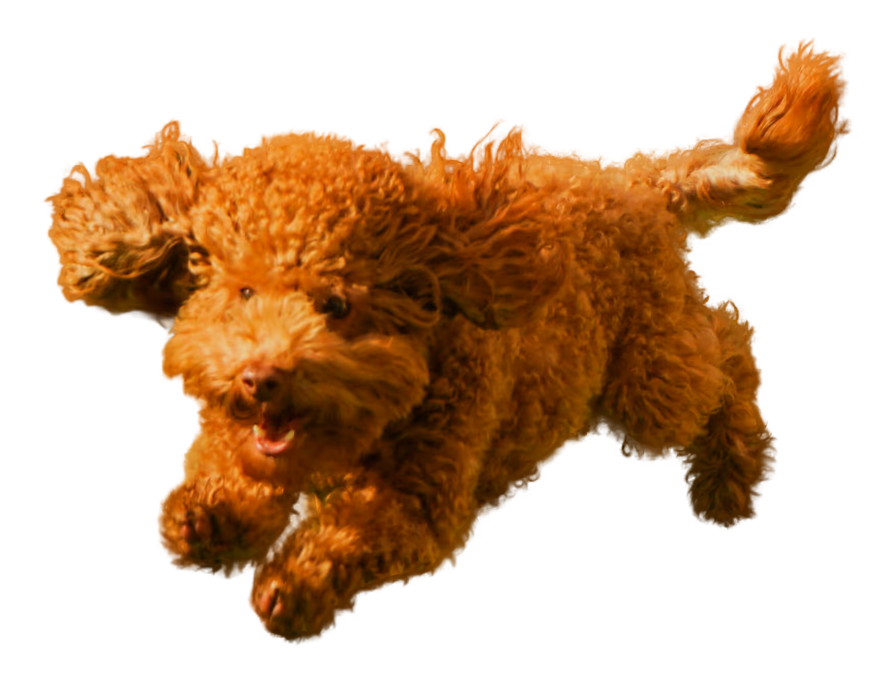 image de chien site web snob dog