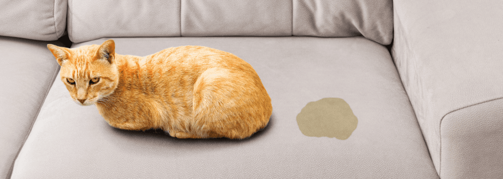 tnclean kattenurine reinigen