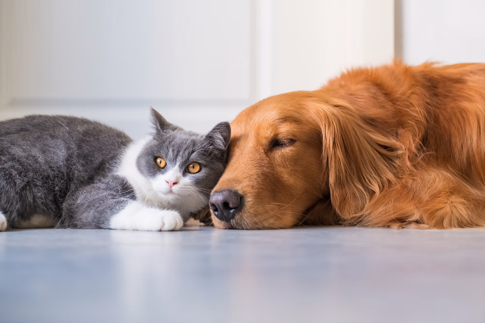 Gray and white cat lying next to a sleeping golden retriever on the floor.