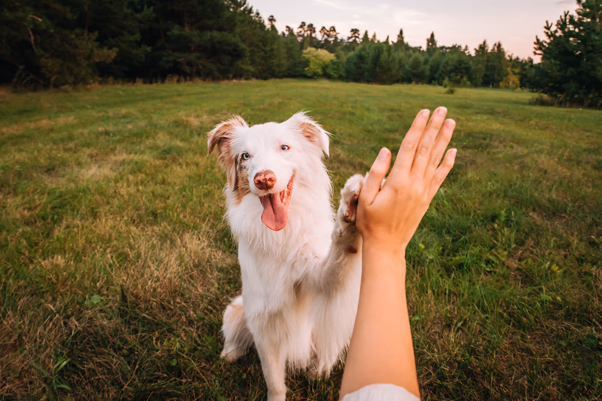 White dog giving a high five to a person's hand in a grassy field with trees in the background.