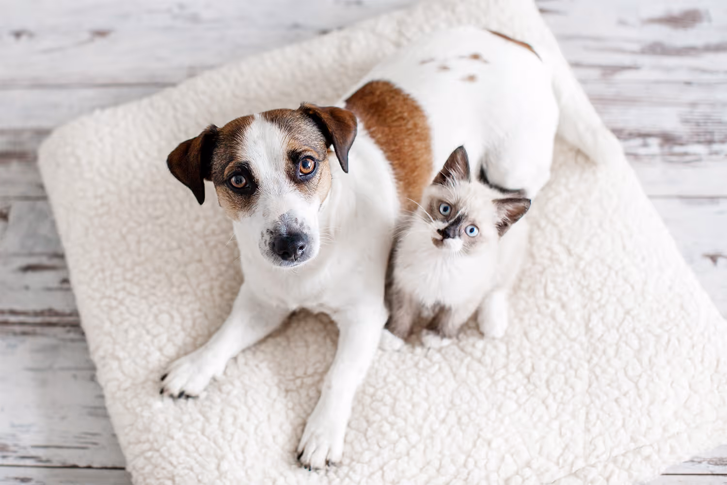 Brown and white dog lying next to a small white and gray kitten on a textured white blanket.