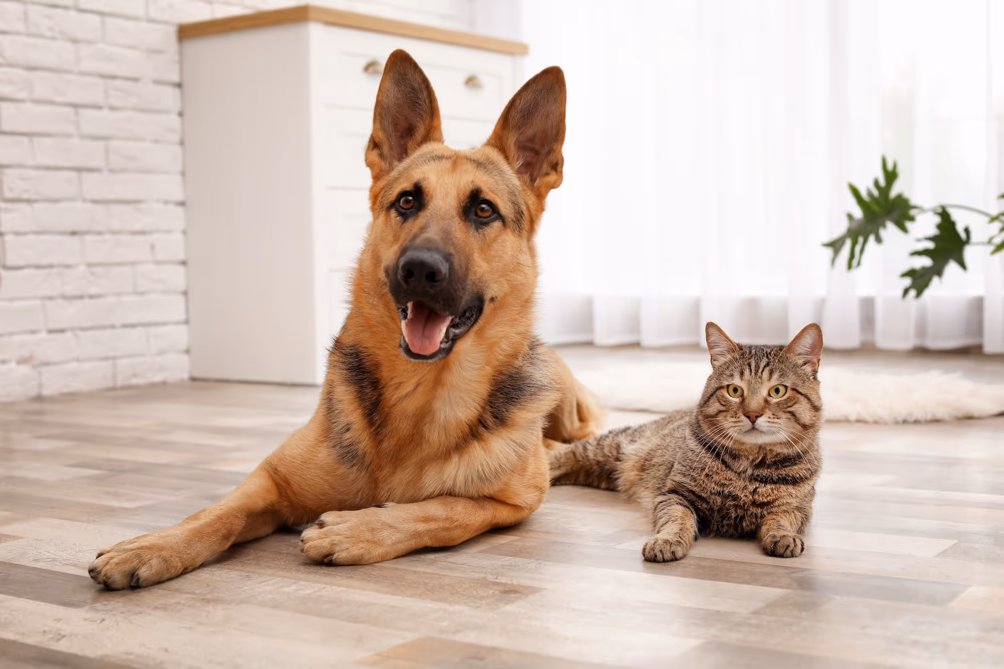 German shepherd dog and tabby cat lying side by side on a wooden floor in a bright room.