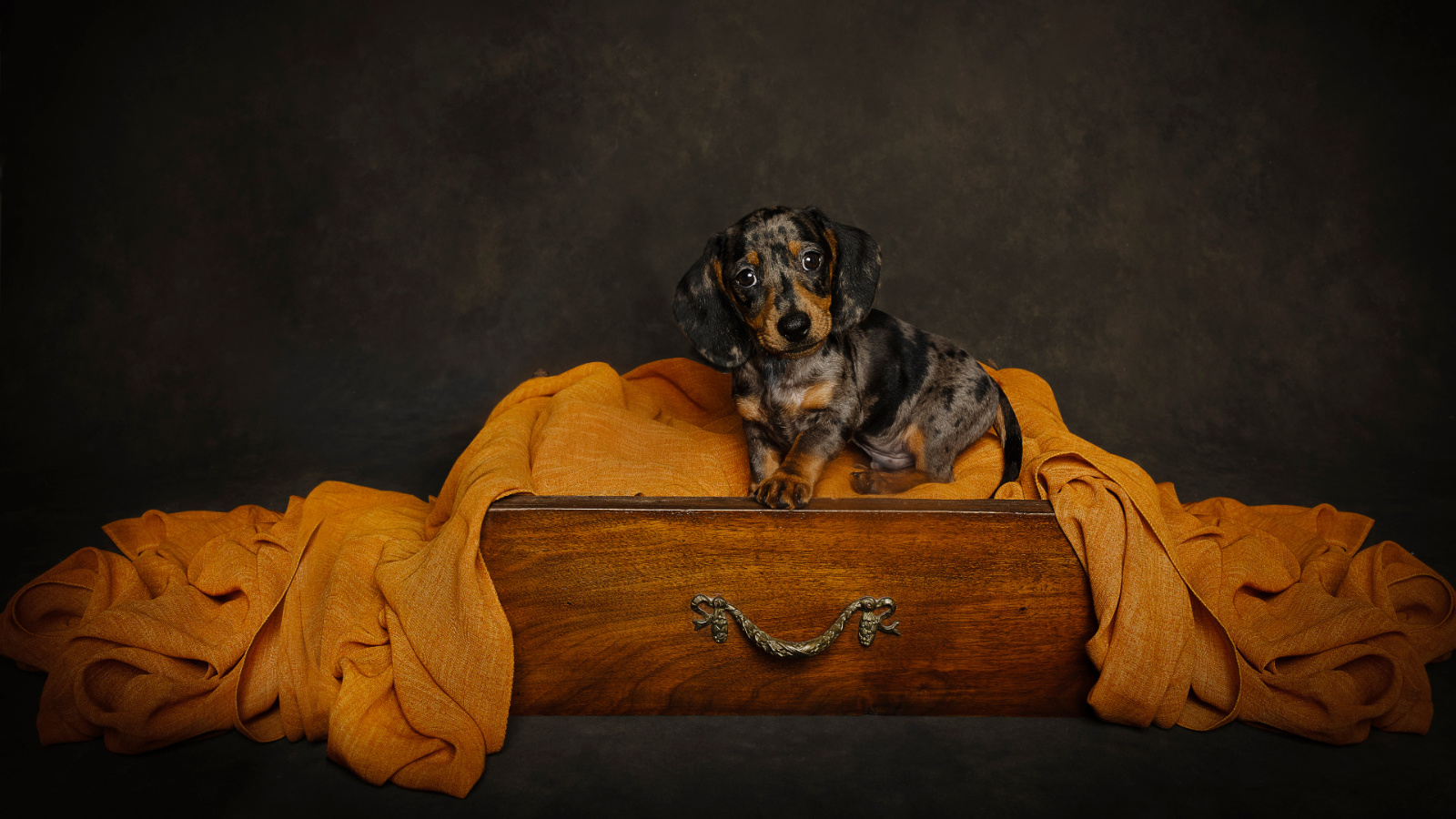 Ritratto di cucciolo di bassotto arlecchino in studio a Bologna – Fotografa Claudia Spaziani – Cucciolo con mantello maculato nero, grigio e fulvo seduto in un cassetto di legno con tessuto arancione drappeggiato, sfondo scuro professionale.