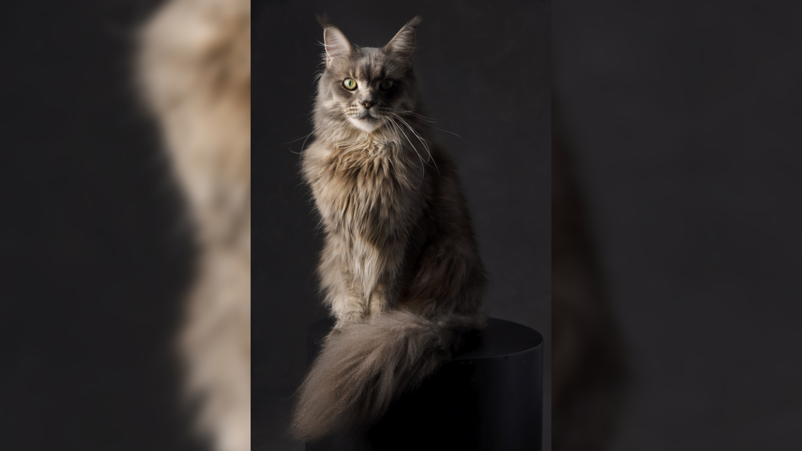 Ritratto di gatto Maine Coon in studio a Bologna – Fotografa Claudia Spaziani – Gatto Maine Coon seduto su piedistallo nero, coda folta e orecchie con ciuffi, mantello grigio e marrone, posa elegante su sfondo scuro professionale.
