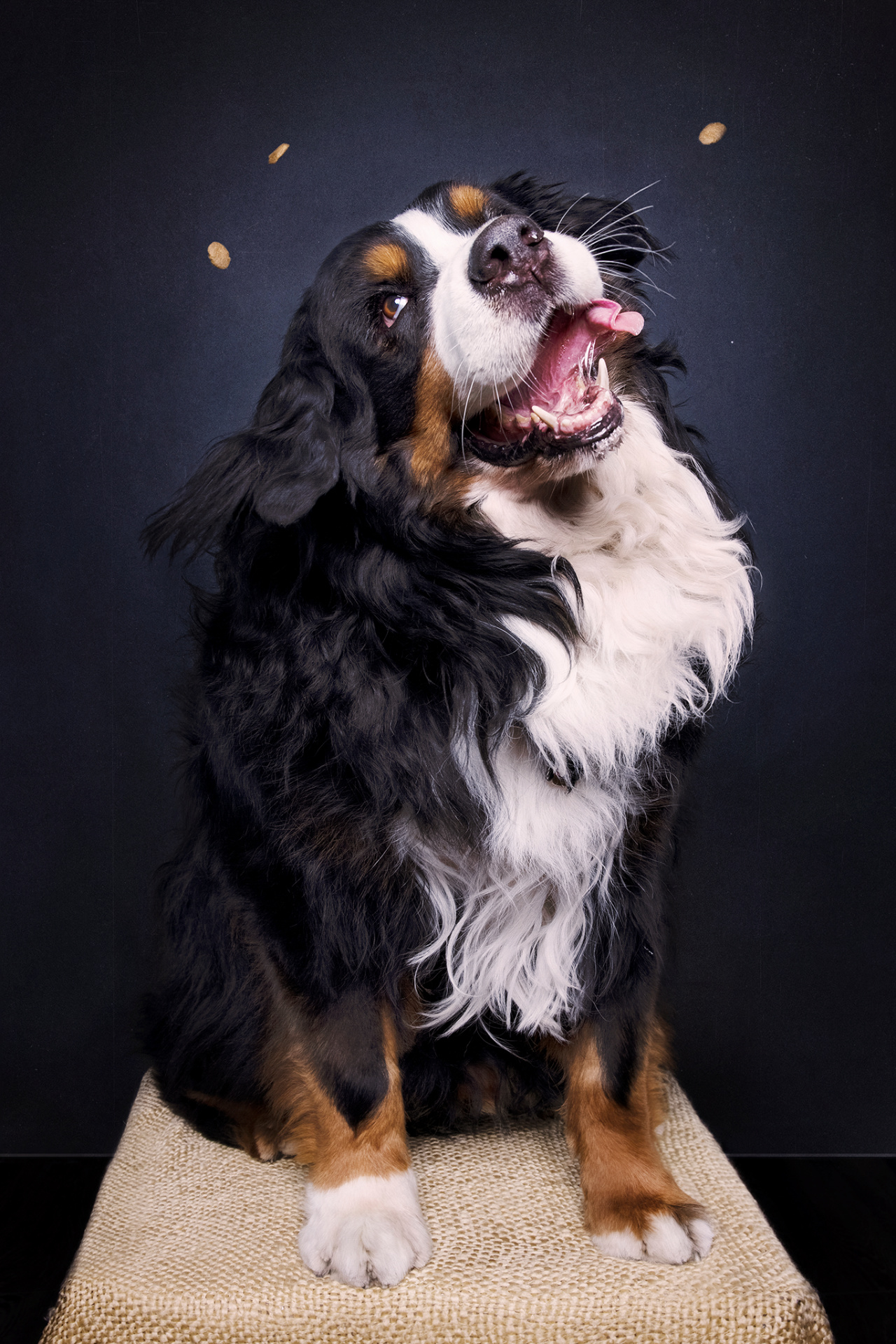 Cane Bovaro del Bernese in posa dinamica mentre cerca di afferrare dei bocconcini in volo, con espressione vivace. Ritratto fine art realizzato da Claudia Spaziani nel suo studio fotografico a Bologna.