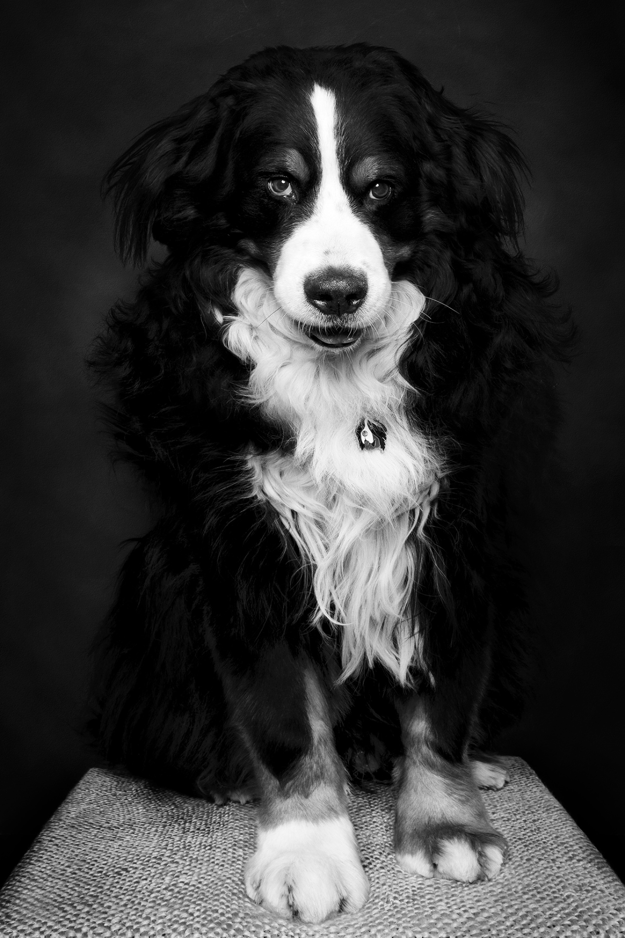 Ritratto in bianco e nero di cane Bovaro del Bernese seduto su superficie testurizzata, illuminato da luce drammatica. Scattato da Claudia Spaziani, fotografa fine art a Bologna.