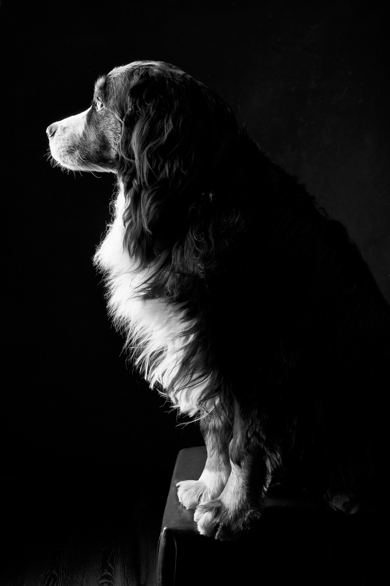 Ritratto in bianco e nero di profilo di Bovaro del Bernese, illuminato da luce drammatica. Fotografia fine art realizzata da Claudia Spaziani nel suo studio a Bologna.