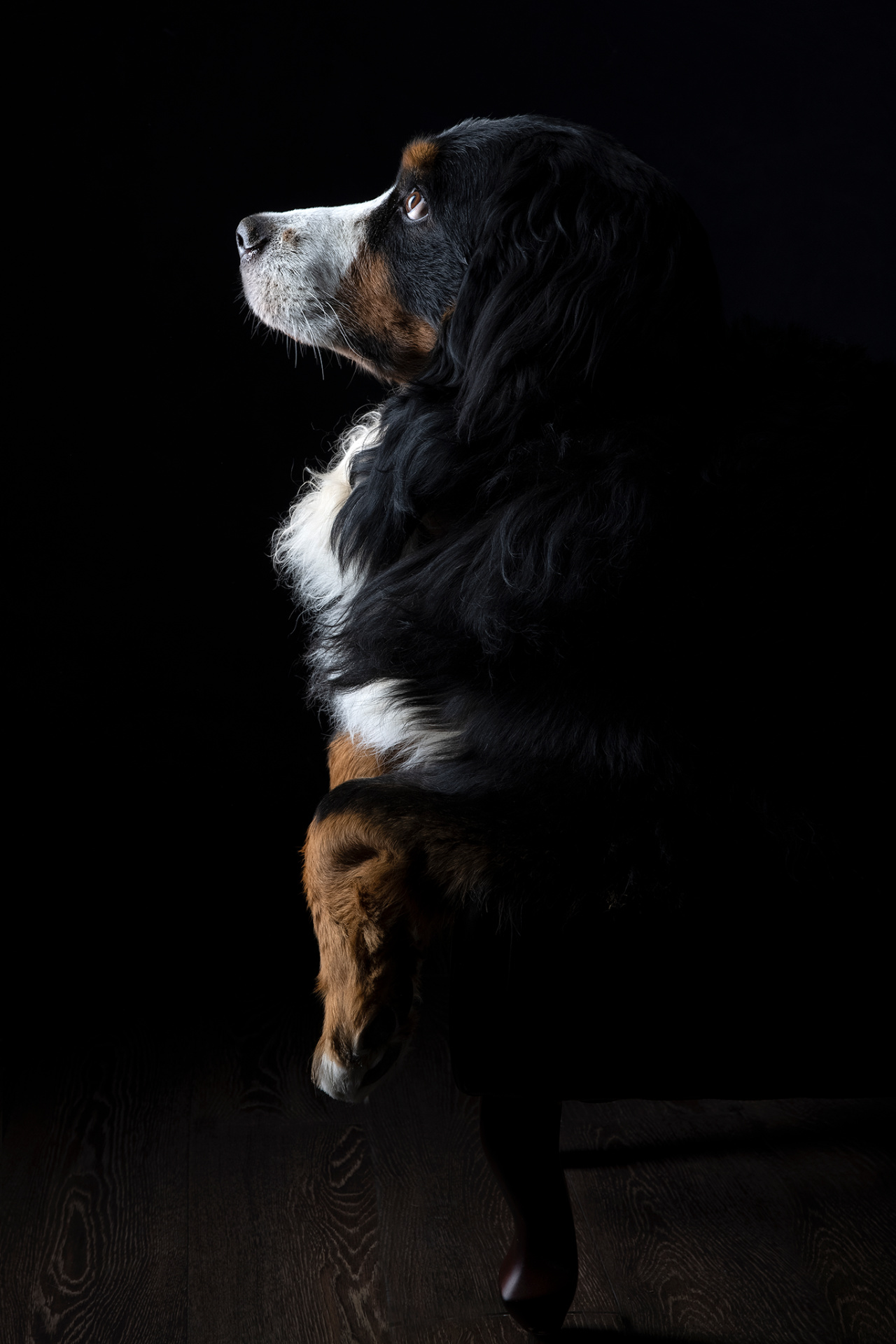 Cane Bovaro del Bernese in posa elegante su pavimento in legno scuro, illuminato da luce laterale. Ritratto fine art scattato da Claudia Spaziani nel suo studio fotografico a Bologna.