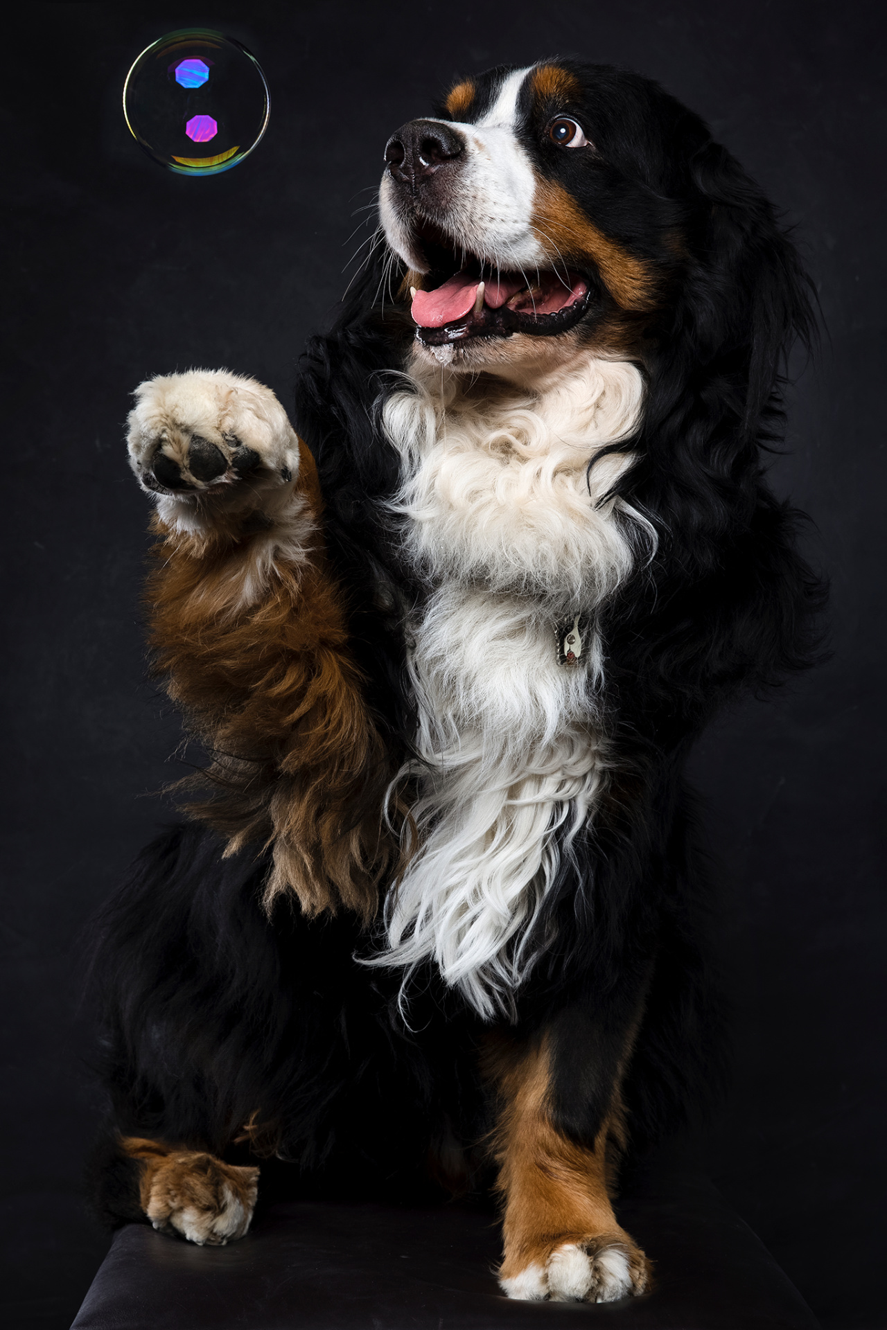 Cane Bovaro del Bernese con zampa sollevata mentre interagisce con una bolla di sapone colorata. Momento giocoso catturato da Claudia Spaziani, fotografa fine art a Bologna.
