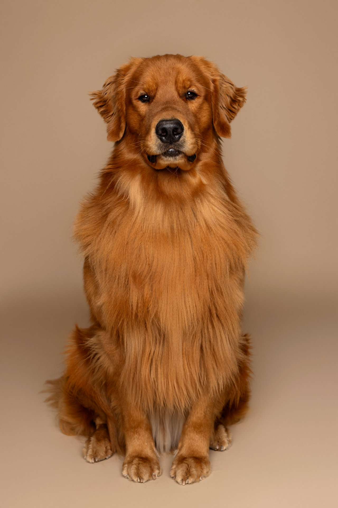Golden Retriever dal pelo dorato e ben curato, in posa maestosa su sfondo beige. Ritratto fine art scattato da Claudia Spaziani, fotografa a Bologna.