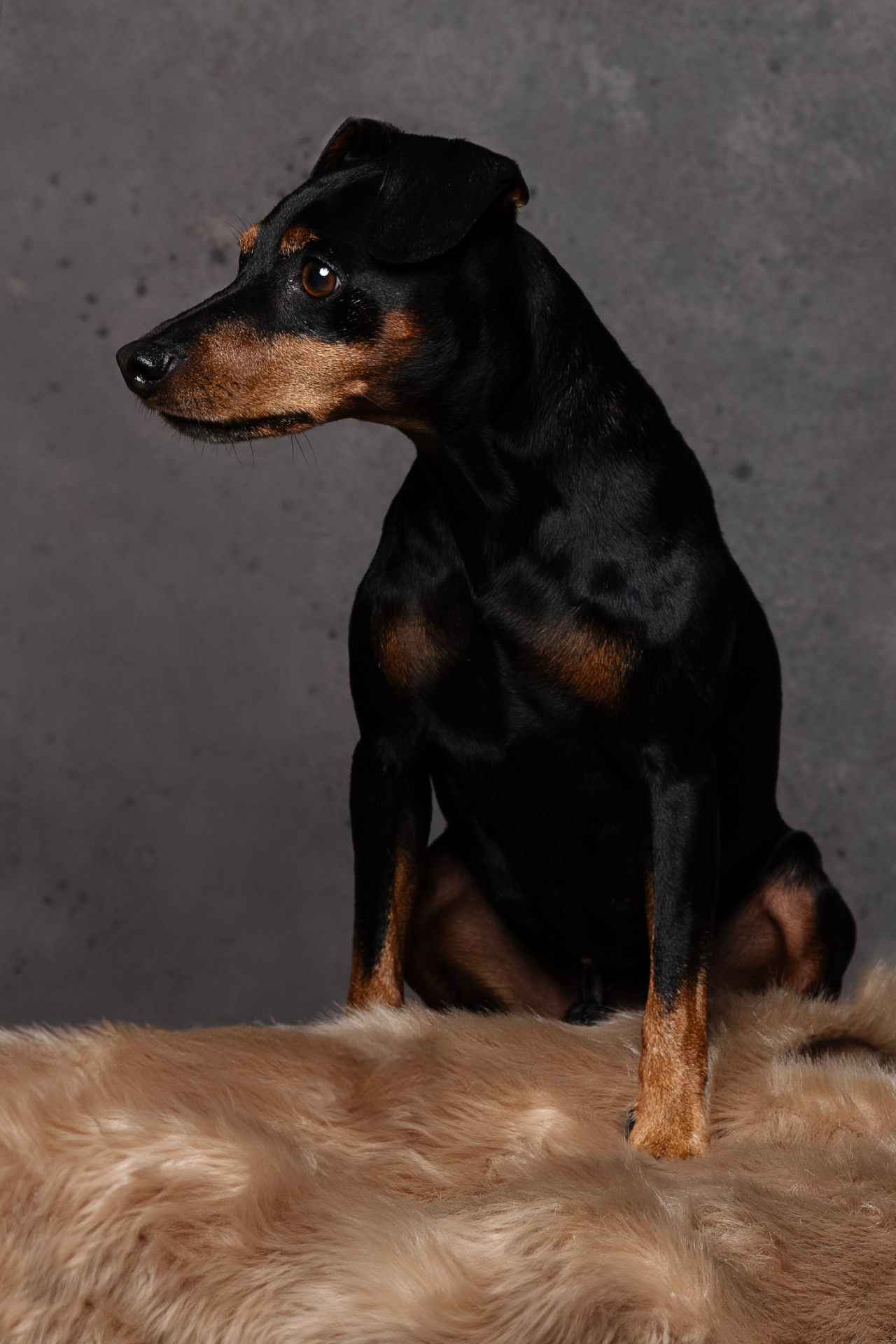Miniature Pinscher nero focato in posa attenta su superficie pelosa chiara, con sfondo grigio testurizzato. Fotografia fine art realizzata da Claudia Spaziani nel suo studio a Bologna.