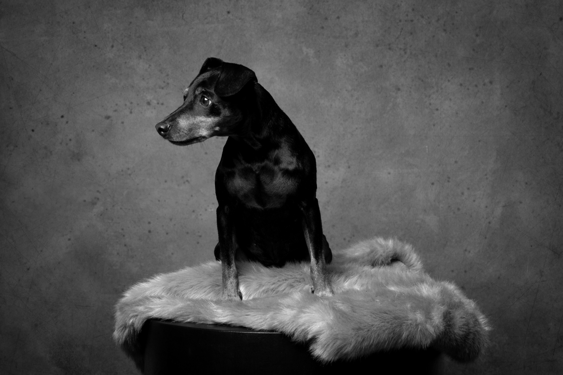 Ritratto in bianco e nero di cane di piccola taglia seduto su piedistallo rotondo rivestito in pelliccia, illuminato da luce drammatica. Fotografia fine art di Claudia Spaziani, Bologna.