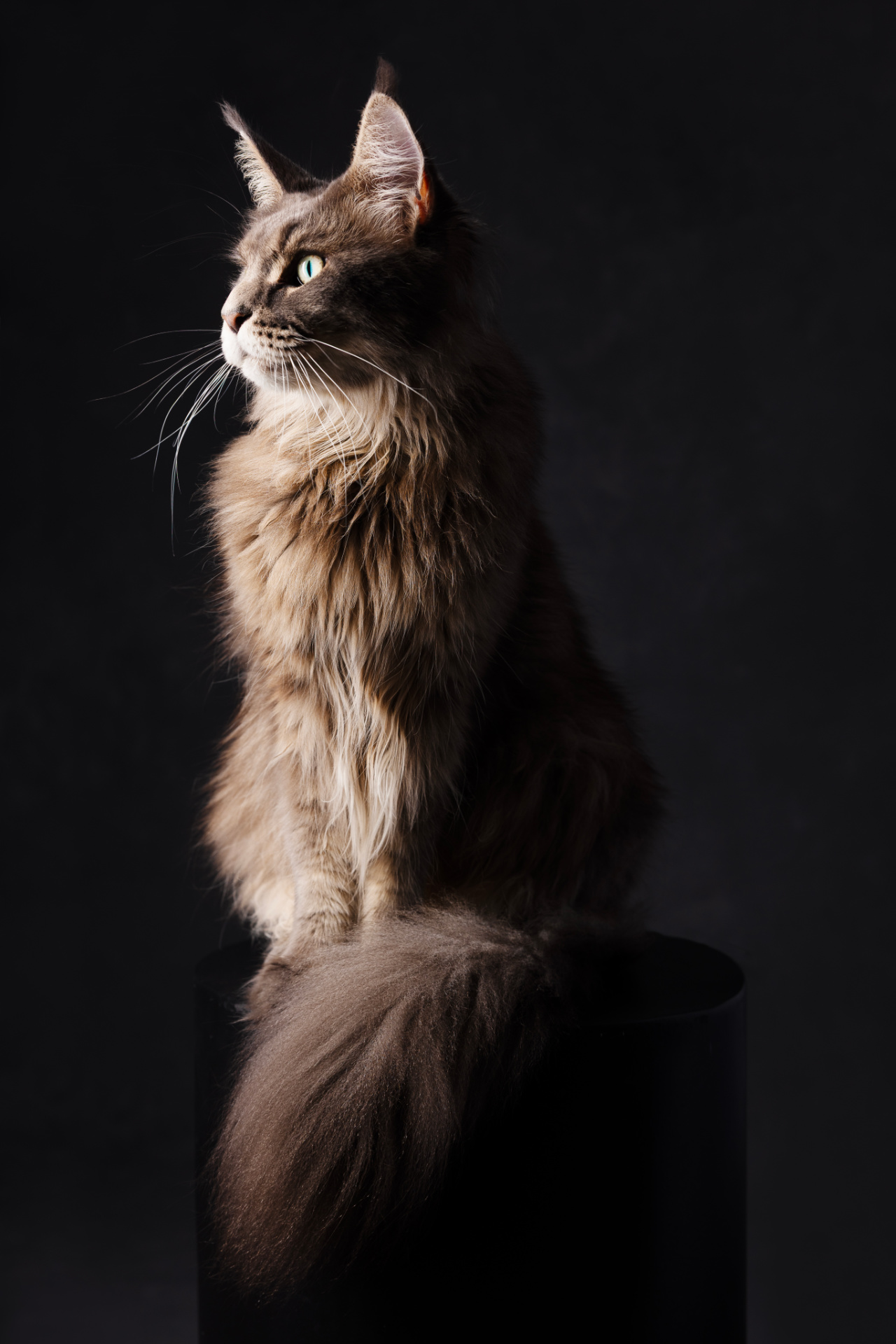 Gatto Maine Coon dal pelo lungo e occhi verdi seduto su piedistallo nero, con sguardo laterale. Ritratto fine art elegante realizzato da Claudia Spaziani nel suo studio fotografico a Bologna.