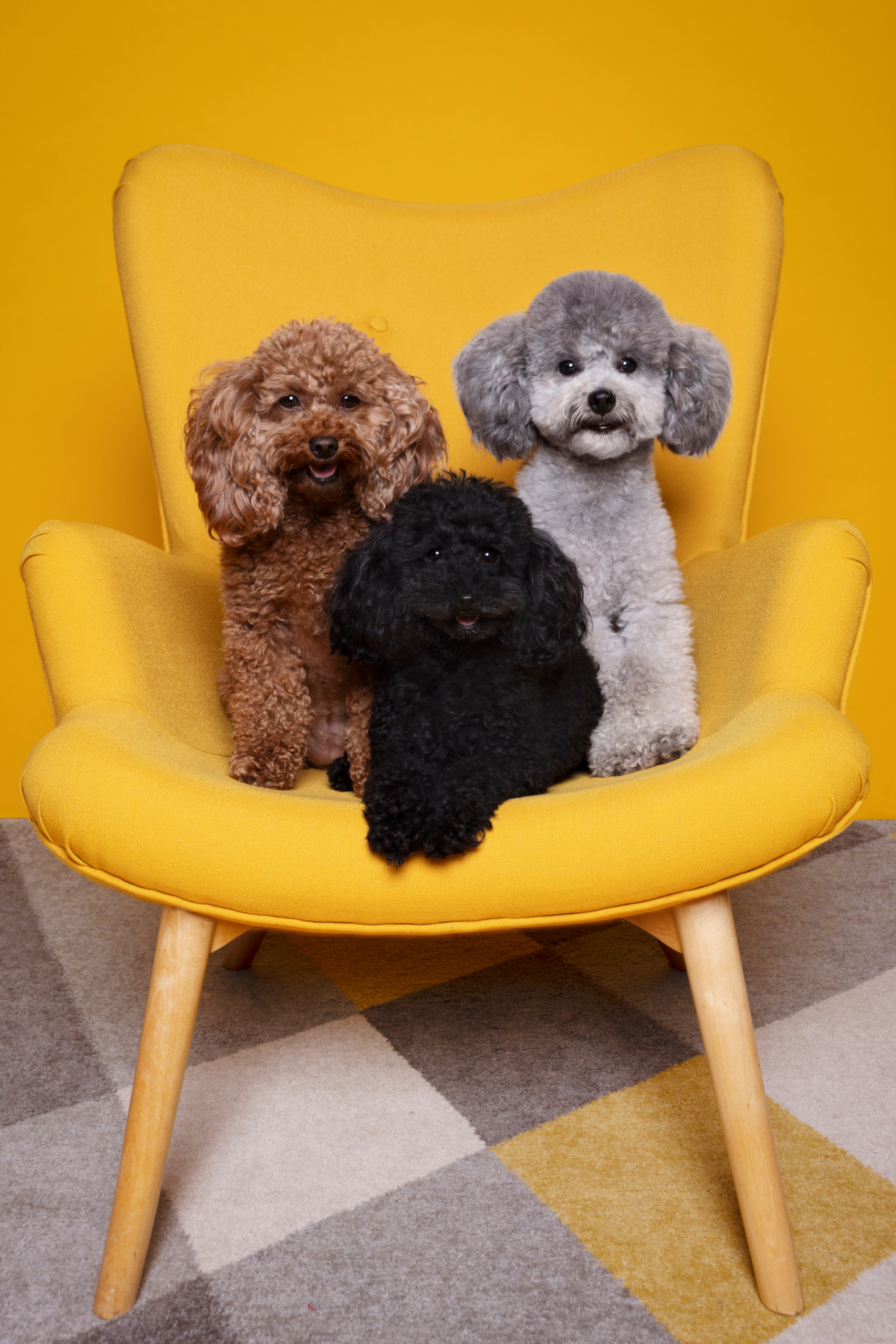 Tre barboncini di colori diversi (marrone, nero e grigio) seduti su poltrona gialla davanti a parete coordinata, con tappeto geometrico. Ritratto fine art vivace e armonico di Claudia Spaziani, Bologna.