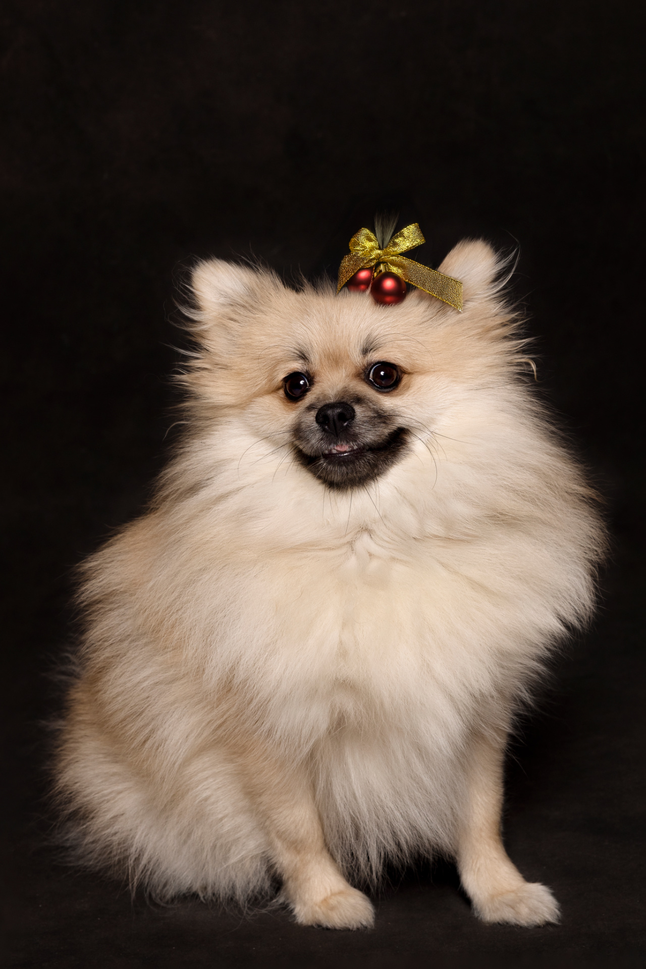 Volpino di Pomerania dal pelo crema con decorazione natalizia rossa e dorata sulla testa, in posa su sfondo scuro. Ritratto fine art festivo realizzato da Claudia Spaziani nel suo studio fotografico a Bologna.