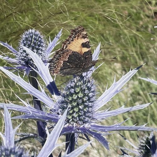 foto: Maria Bavnhøj