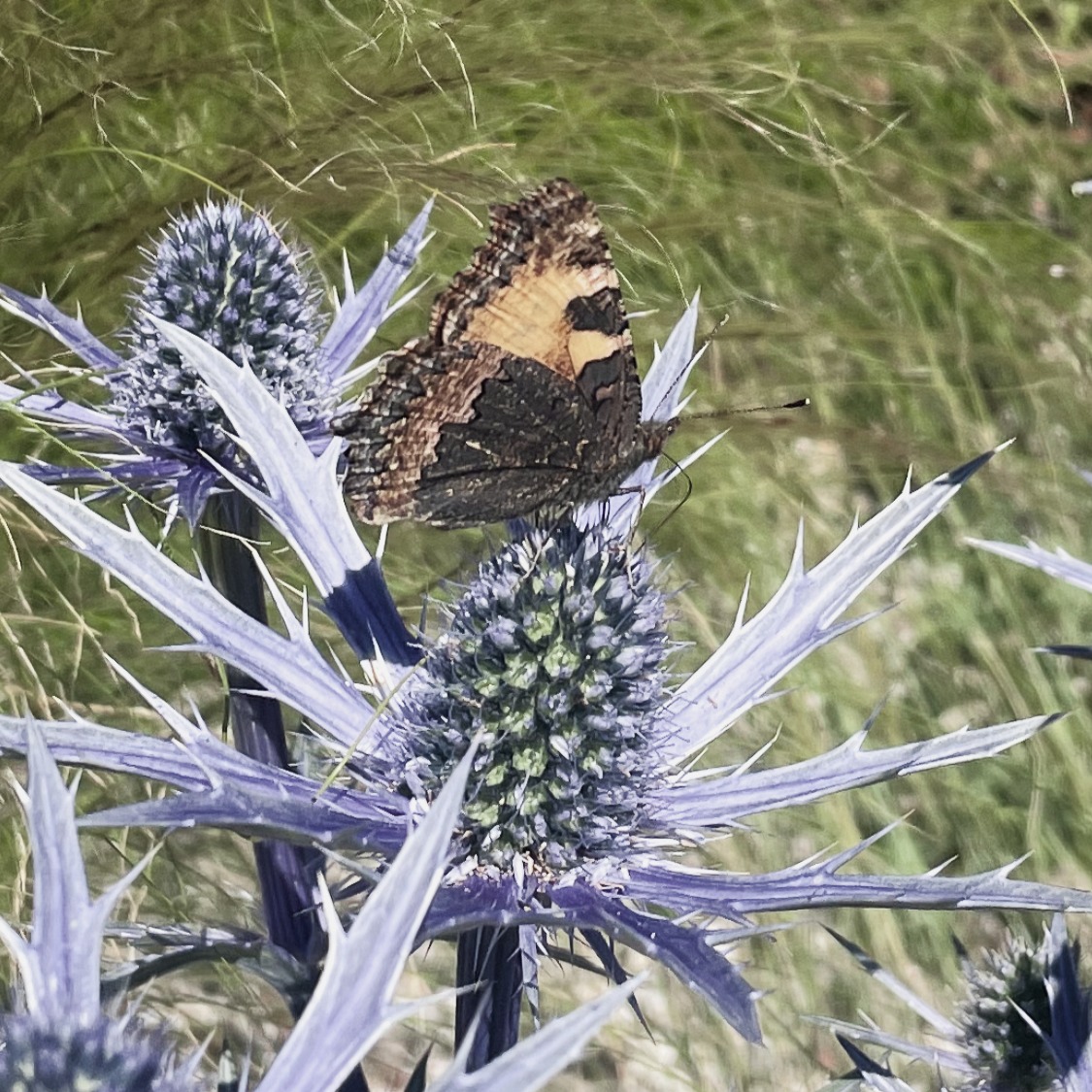 foto: Maria Bavnhøj