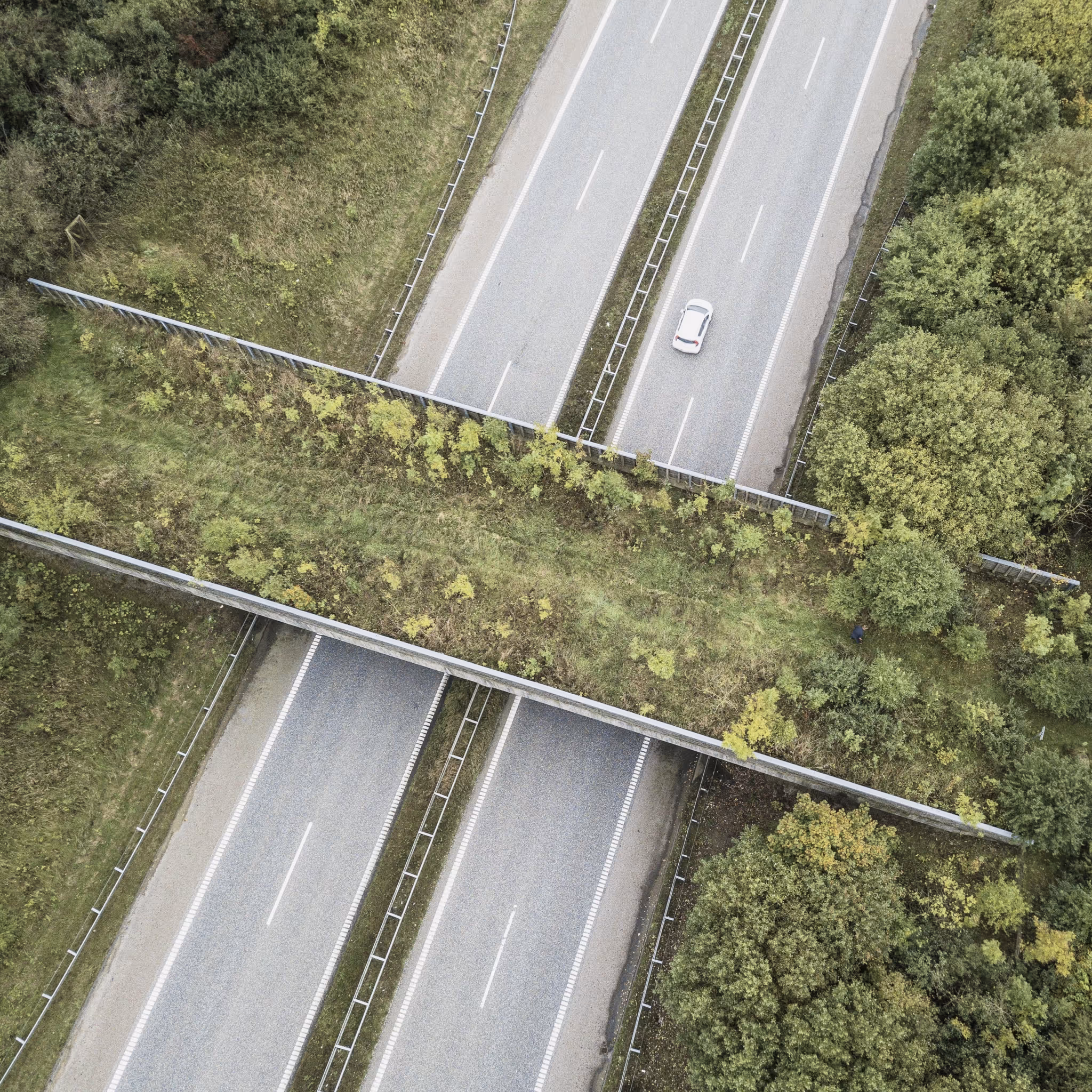 Faunapassage over Herningmotorvejen, foto: Vejdirektoratet