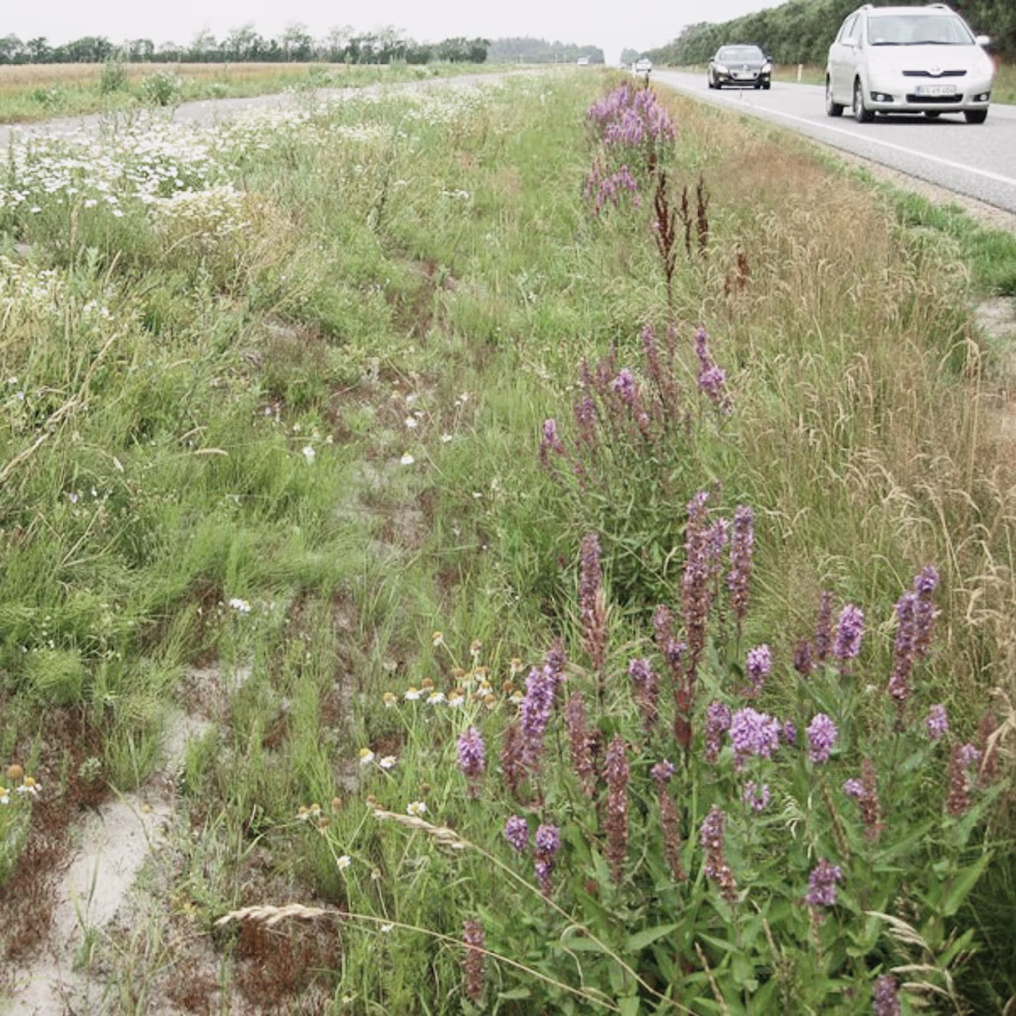 Tørketålende beplantning langs landevej
