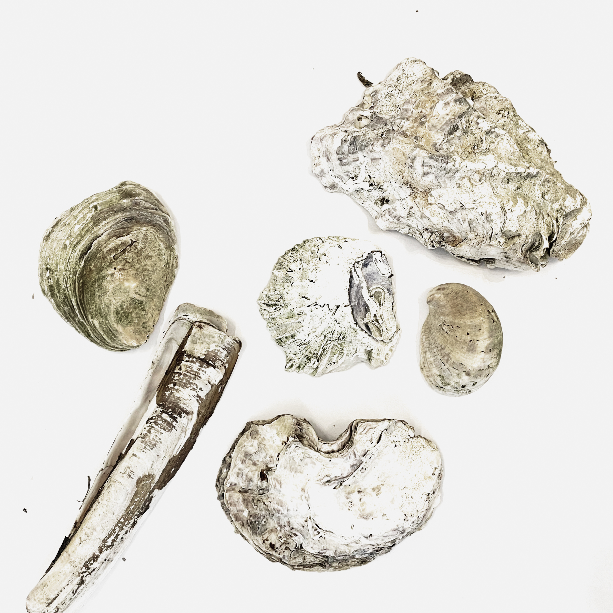 Seashells found on the beach by Ørodde. photo: Schønherr