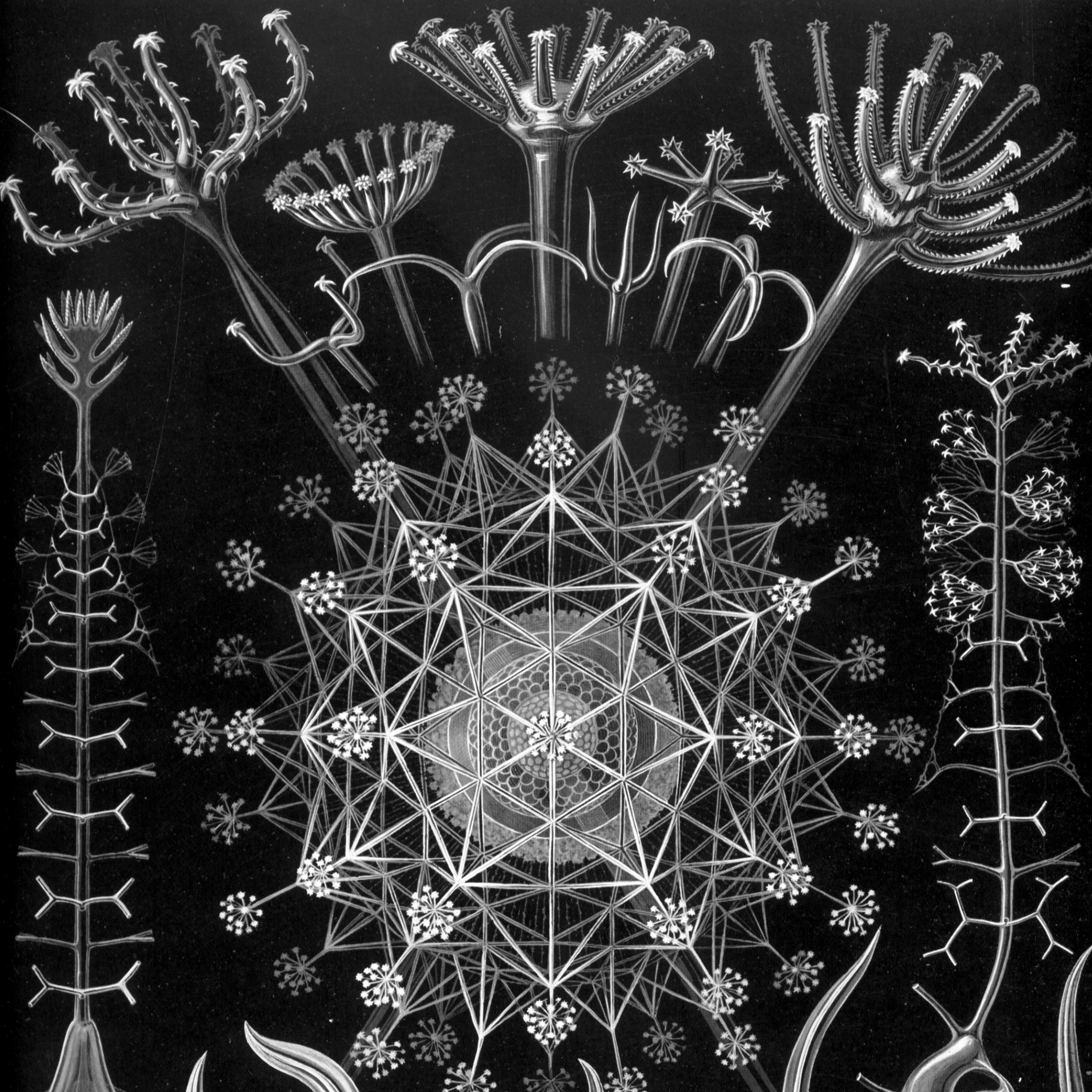 Illustration: Ernst Haeckels ''Kunstformen der Natur'', 1899. Wikimedia Commons (Public Domain).