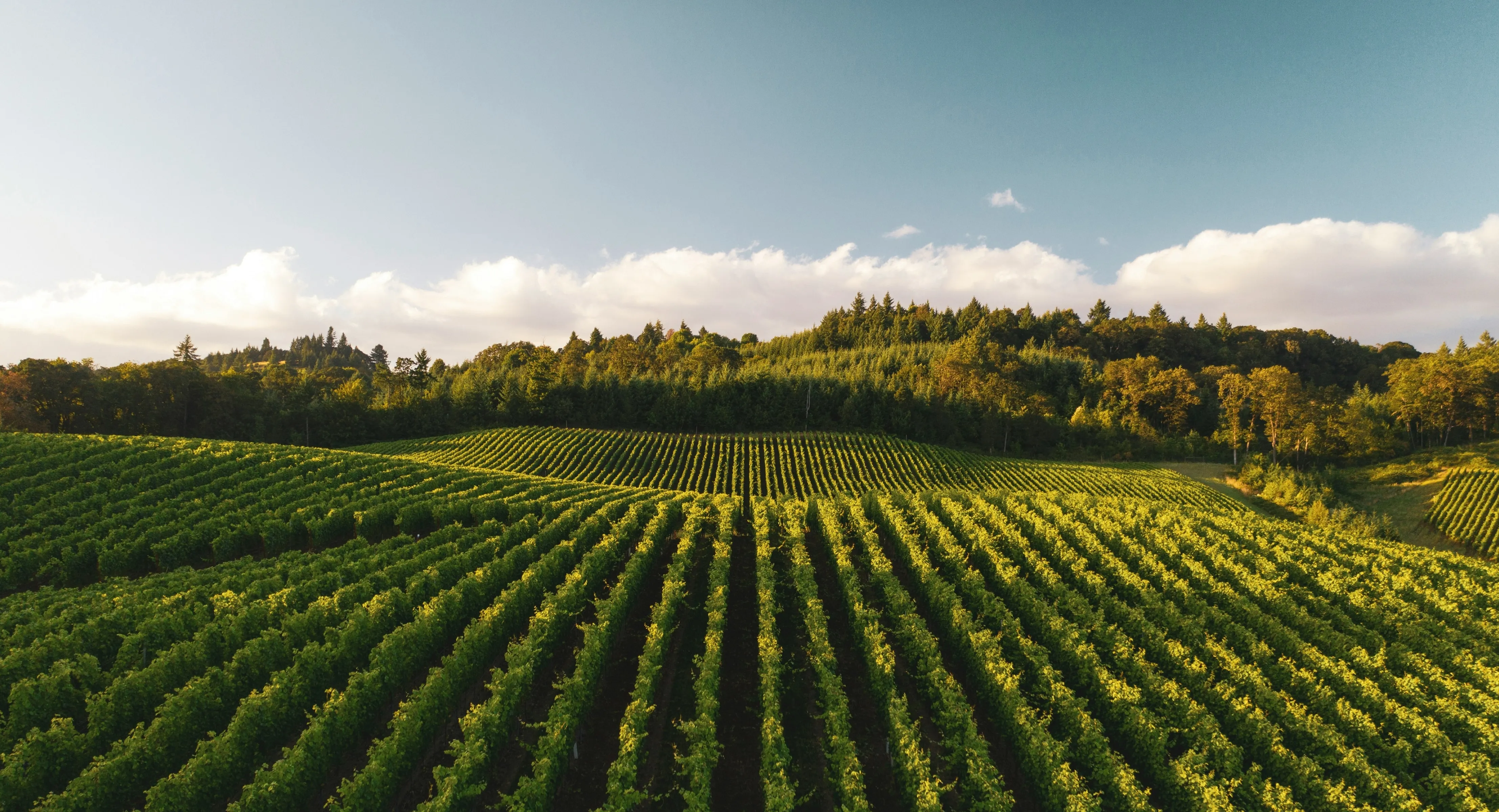 Vista de una plantación de un viñedo desde arriba con un bosque al fondo y más atrás el cielo. Foto realizada al atardecer.