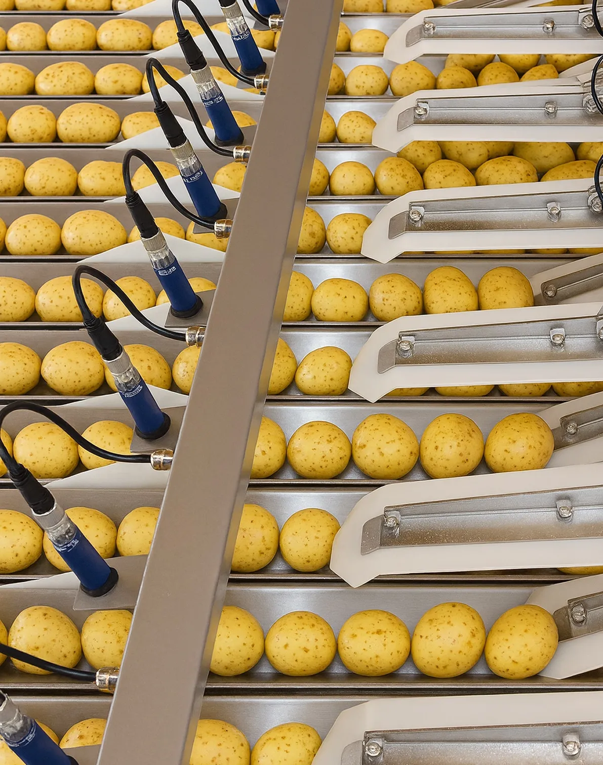 Sistema de revisión de calidad y peso de patatas con las patatas siendo revisadas a alta velocidad en una sistema lineal en cadena.